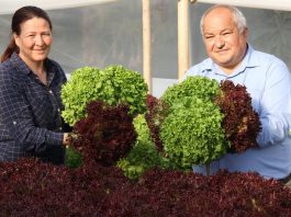 meliha adalı Ev kadınıydı çiftçi oldu: Marul üretiyor, ayda 4 bin lira kazanıyor