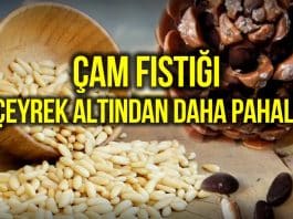 Çam fıstığı fiyatı