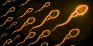 BionTech sperm