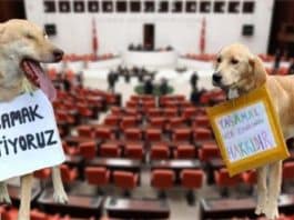 Hayvan hakları yasası