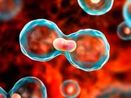 Kanser riskini düşüren