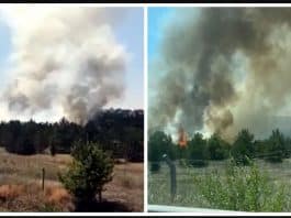 atatürk orman çiftliği