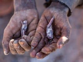 iklim değişikliği kıtlık