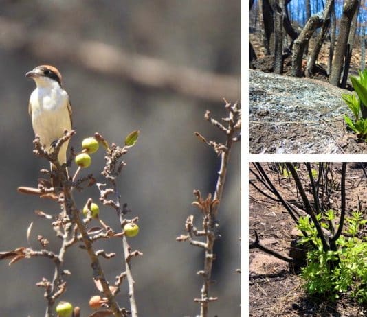 marmaris yangın sonrası