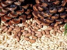 Çam fıstığı fiyatı