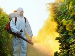 Klorpirifos etil pestisit