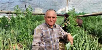 Seranın tamamına aloe vera dikti: Yıllık kazancı 90 bin lira aloe vera