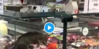 Markette şarküteri reyonuna giren kedi kavurma yedi markette kedi
