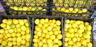 Limonun taşındığı kasa fiyatı, limonun fiyatını geçti! limonun fiyatını
