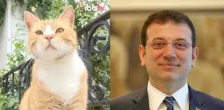 İmamoğlu’ndan sokak hayvanları videosu: Olması gereken budur