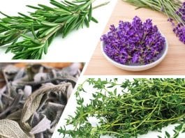 Bağışık güçlendiren