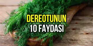 Dereotunun 10 faydası: Dereotu neye iyi gelir? dereotu faydası