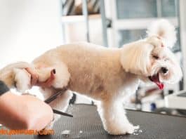 süs köpeği yavrusu