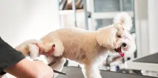 Süs Köpeği Yavrusu Ne Yer? süs köpeği yavrusu
