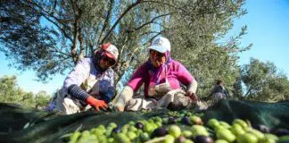 Muğla’da terk edilen maden sahalarına 22 bin zeytin ağacı dikildi maden sahalarına zeytin
