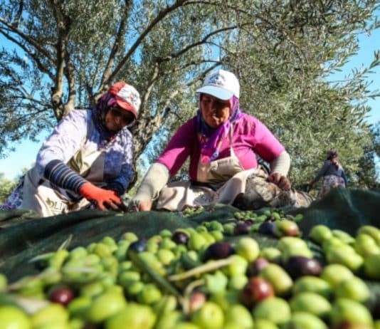 maden sahalarına zeytin