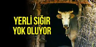 Yerli sığır ırkları yok olma tehdidi ile karşı karşıya! yerli sığır