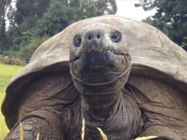 kaplumbağa Jonathan