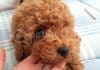 Ailemizin Minik Patileri: Toy Poodle’lar toy poodle