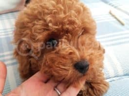 toy poodle