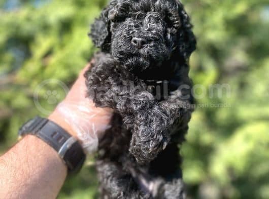 toy poodle