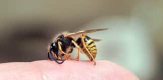 arı alerjisi