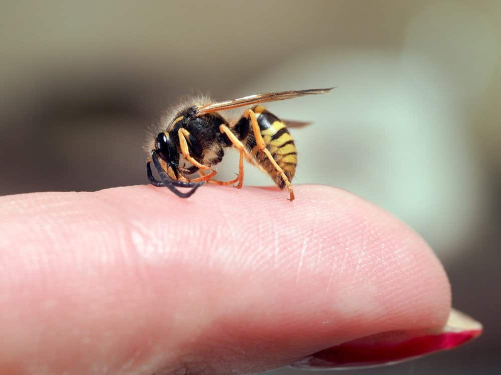 arı alerjisi