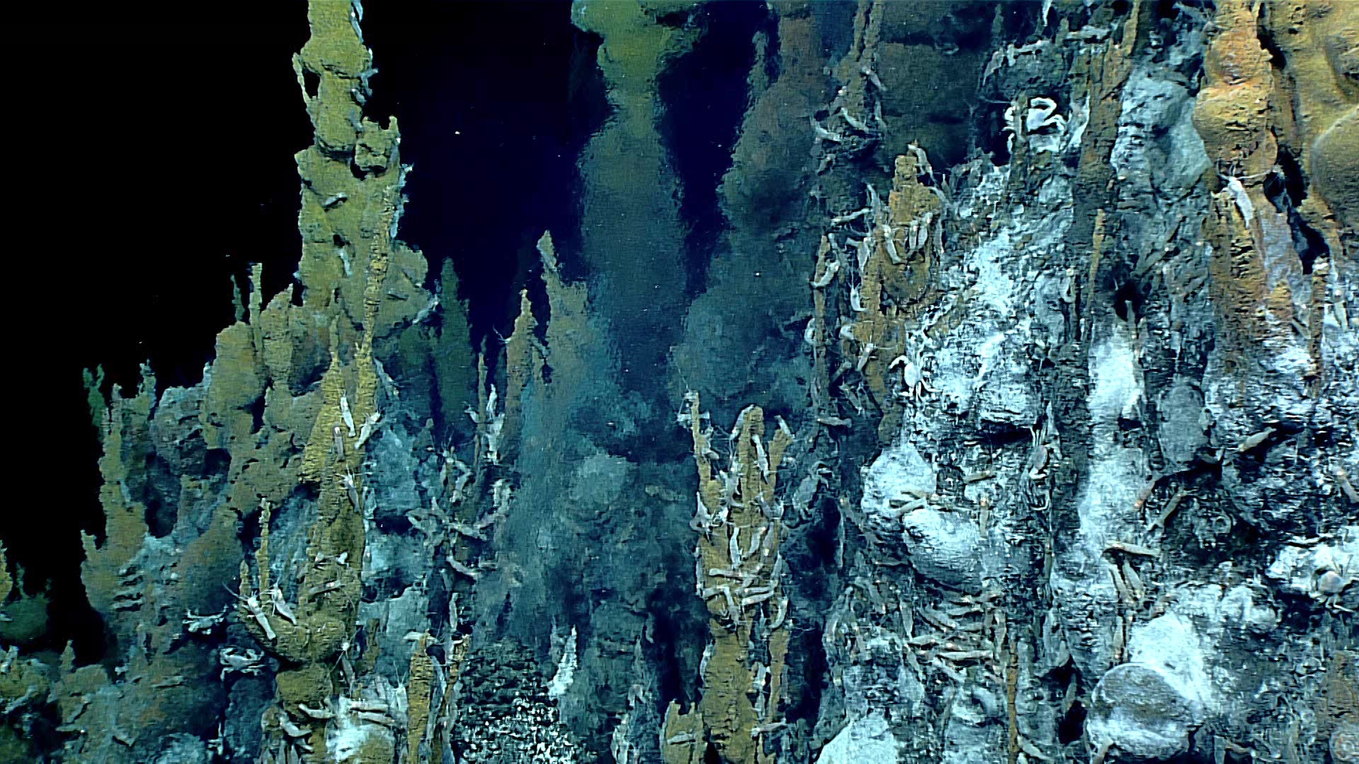 hydrotherman vents