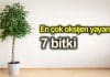 oksijen yayan bitki