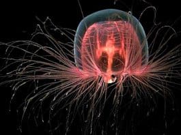 ölümsüz denizanası