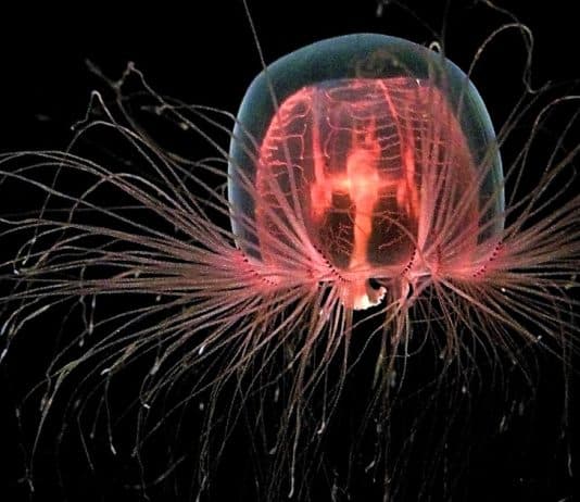 ölümsüz denizanası