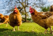 Kümesteki bir tavuk aniden horoza dönüşebilir mi? tavuk horoza