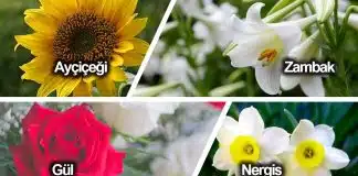 çiçek