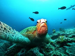 deniz canlılarının