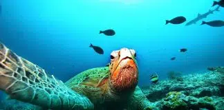 Bilim insanları deniz canlılarının birbirleriyle nasıl konuştuğunu keşfetti deniz canlılarının