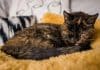 Dünyanın yaşayan en yaşlı kedisi Flossie, Guinness Rekorlar Kitabı’na girdi en yaşlı kedi