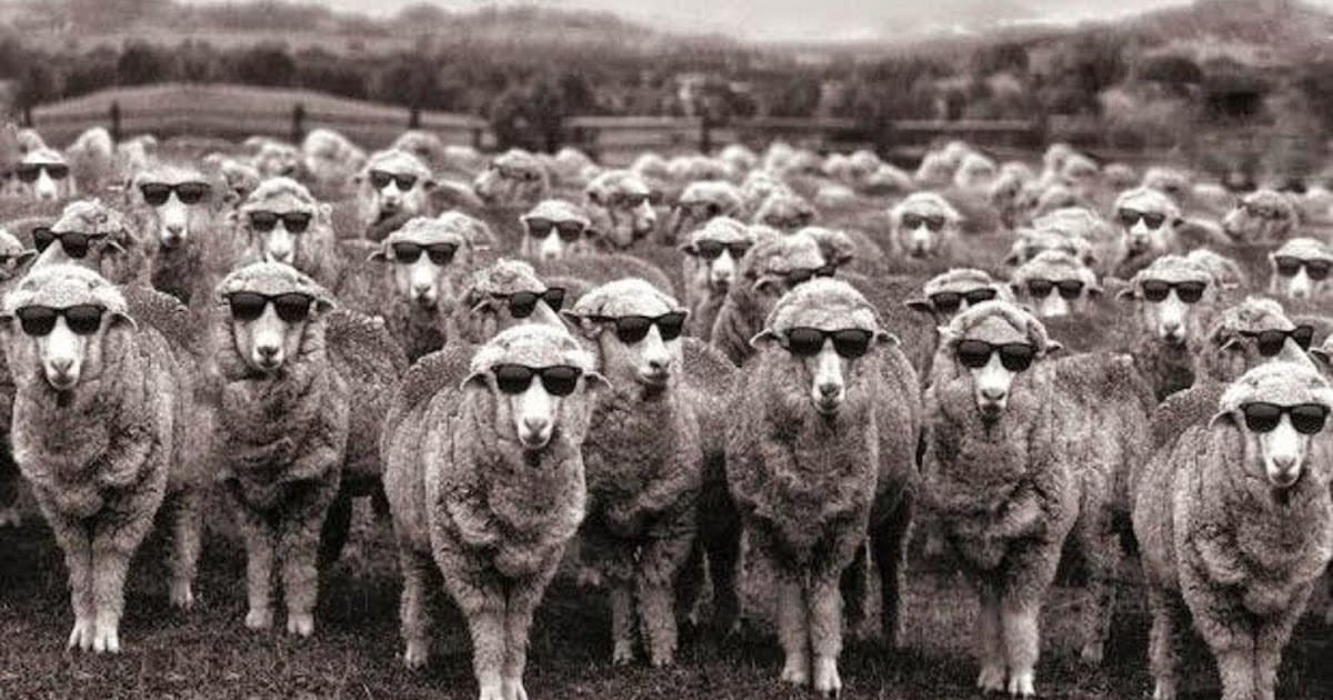 koyunlar