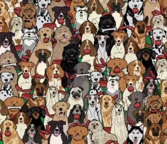 sosis çalan köpeği