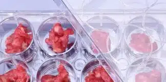 Yapay et dönemi: Laboratuvarda üretilen etlerin satışı onaylandı! Yapay et