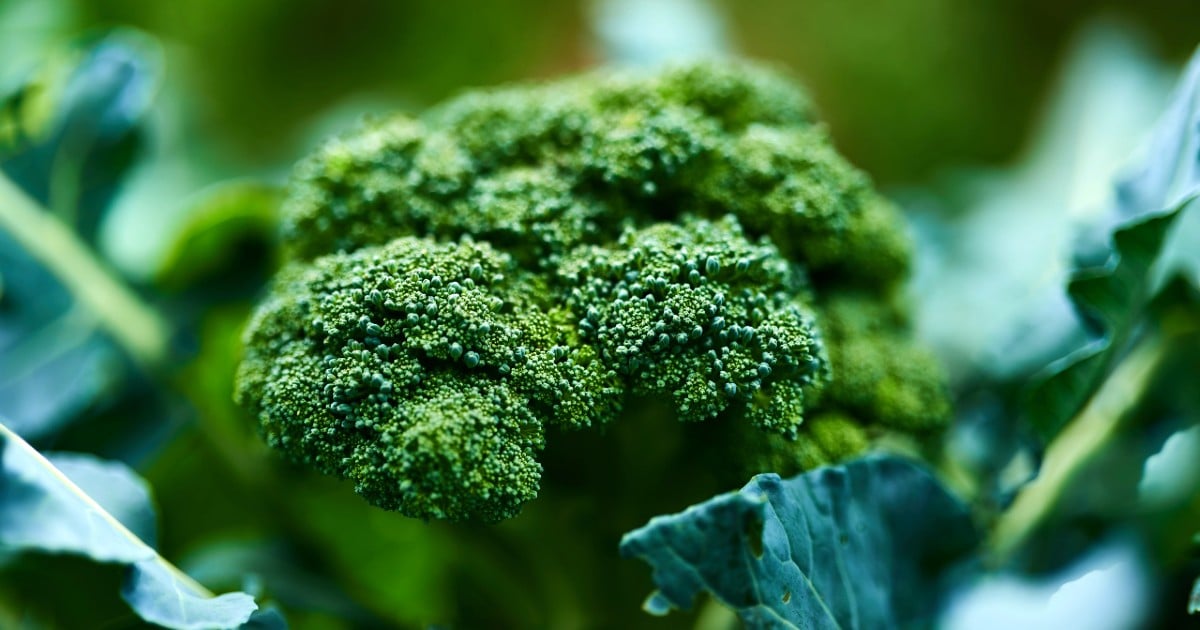 Düzenli brokoli