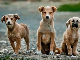 hayvanlara karşı suç