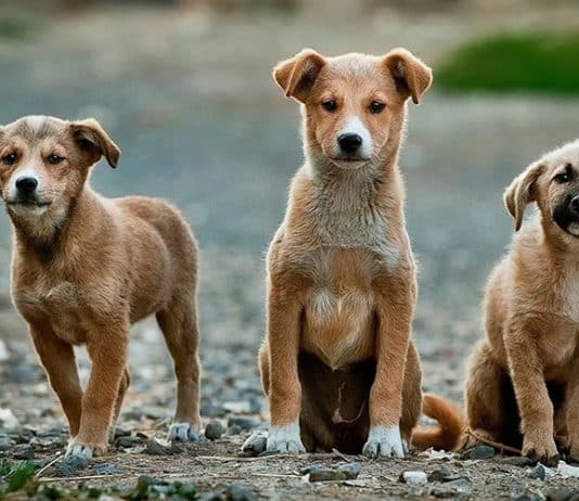 hayvanlara karşı suç