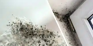Küf Mantarı Alerjisi nedir? Korunma yöntemleri nelerdir? Küf Mantarı Alerjisi