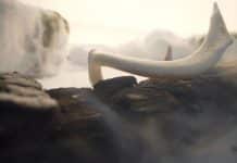 Dünyanın en eski DNA örneği buzullarda bulundu: 2 milyon yaşında en eski dna