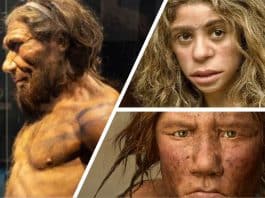 Neandertallerin genleri