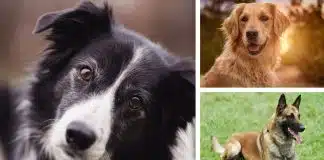 Dünyanın en akıllı köpek cinsi nedir? en akıllı köpek