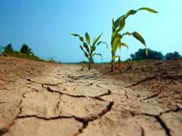 Tarımda kuraklık