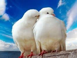 evlendikten sonra asosyal