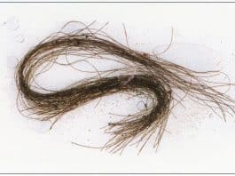 3000 yıllık saç telleri