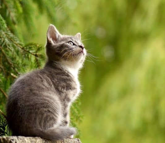 Kedileri aşı ile kısırlaştırma